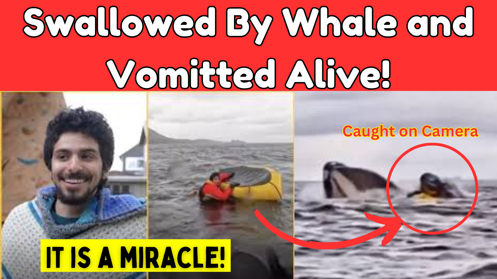 Swallowed by a Whale And Vomitted Alive: The Terrifying Kayak Encounter Caught on Camera!